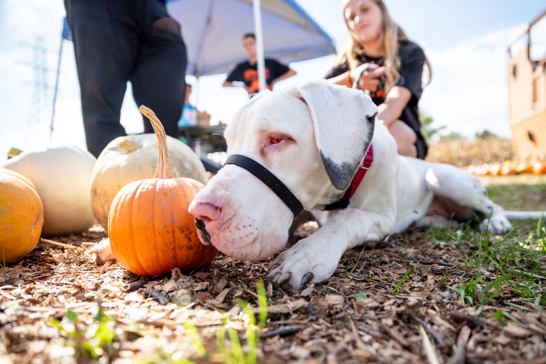 BlindGreatDane-TM-1.jpg